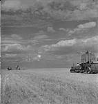 Saskatoon et blé, hommes récoltant le blé [entre 1939-1951].