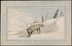 Cross Fox catching a Mouse  January 1820.