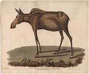 Moose Deer of North America. 1807