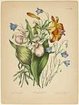Plate V of "Canadian Wild Flowers" showing Lilium Philadelphicum, Campanula Rotundifolia and Cypripedium Spectabile. 1869.