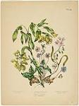 Plate X of "Canadian Wild Flowers" showing Hepatica Acutiloba, Uvularia Perfoliata, Anemone Nemcrosa and Claytonia Virginica. 1869.