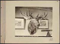 Moose head owned by Mr. Percival at Mine Centre Hotel. [June 1899].