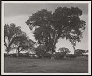Cattle Pasture on the Assiniboine River. [between 1900-1976]