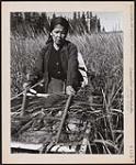 Frances Mike, who has six children, bends rice over the canoe with her left hand and knocks off the grains with three beats of her right. Her sticks keep a steady rhythm as she alternates from one side to the other. The lifht, tapered sticks are made from birch. 1960
