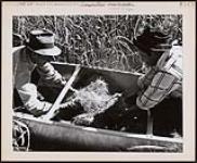 As rice piles up in the canoe it generates heat. John Barber and his grandson Jerome Mike loosen the heap. 1960