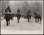 [Four men on horseback following a herd of cattle through the mountains]. [between 1900-1976]