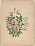 Plate VII of "Canadian Wild Flowers" showing Rosa Bland and Penstemon Pubescens. 1869.