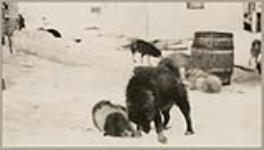 [Two sled dogs playing]. [between 1921-1922]