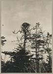 [View of nest at top of tree, Labrador]. [between 1921-1922]
