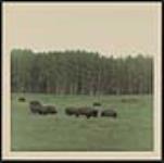 [Herd of Buffalo]. [ca. 1960-1975]