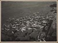 Capelin crowded into the shore.  ca. July 8, 1923.