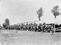 Horse Lines, 2nd Canadian Field Ambulance, June, 1916 June, 1916