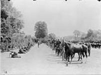 Horse lines (Fort Garry Horse). June, 1916 June, 1916