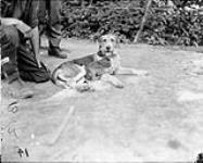 Trench hound and regimental mascot (8th Infantry Battalion) May, 1916