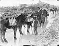 Pack horses taking up ammunition to guns of 20th Bty. C.F.A., Neuville St. Vaast, April 1917 Apr., 1917.