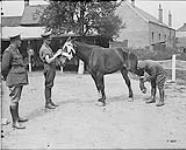 Bandaging a horse hit by shrapnel. August, 1917 Aug., 1917.