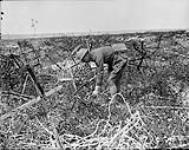 A Canadian officer picking flowers among barbed wire. July, 1917 July, 1917.