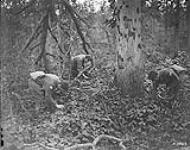 Canadians blackberrying in Bourlon Wood after capturing it. Advance East of Arras. October, 1918 October 1918.