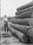 Canadian Forestry Corps in England: Bank of logs 1914-1919