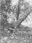 Canadian Forestry Corps in England: Tree Falling 1914-1919