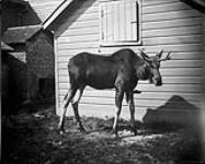Young moose at Rideau Hall 1878-1883.