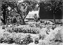 Garden scene at W.D. Scott's residence July, 1910.