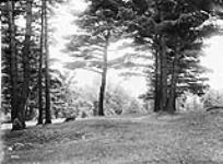 Rockcliffe Park [between 1911-1914].
