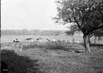 G.W. Anderson's cows n.d.
