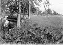 Beaver Meadow - Columbia Pk 1912.