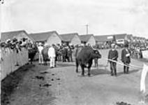 Ayreshire short-horn bull [ca. 1912].