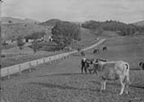 Cows in field at L.N. Johnson's farm n.d.