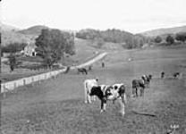 Cows in field at L.N. Johnson's farm 1912.