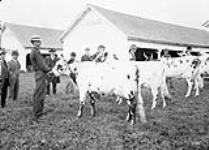Judgin Holsteins at the Exhibition [ca. 1912].