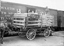Unloading fruit cans August, 1913.