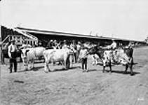 H.K. Dunyes' Ayrshires at the fair [ca. 1913].