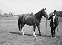 A Stallion at the fair [ca. 1913].