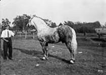 C.W. Vermillyea's Stallion at the Fair [ca. 1913].