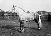 C.W. Vermillyea's Stallion "Jalous" at the fair [ca. 1913].