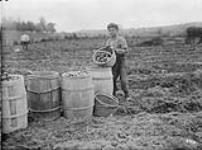 Maliseet (Wulustukwiak) boy on a farm with a basket of potatoes, Woodstock, New Brunswick n.d.