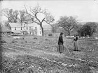 Maliseet (Wulustukwiak) women picking potatoes, Peabody Bros. farm, Woodstock, New Brunswick n.d.