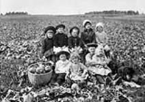 Children in turnip field - Peabody Bros. Farm, Woodstock, N.B n.d.