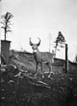 Red deer, Algonquin Park, Ont n.d.