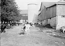 Cattle in farmyard Dent Farm, Dundas Rd., near Woodstock October, 1913.