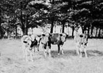 Calves - Dent farm Dundas Rd., near Woodstock October, 1913.