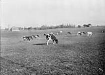 Cattle in field - Adams' Farm, Dundas Rd 1913.