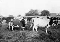 Cattle in barnyard - Adams' Farm, Dundas Rd., near Woodstock October, 1913.