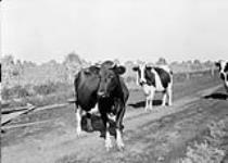 Cattle - Norwich Rd., Ont 1913.