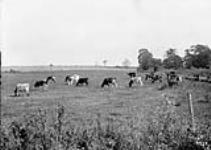 Cows in Pasture, Thos E. West's farm, Dundas Rd., near Woodstock 1913.
