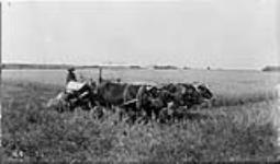 Mowing with oxen (Cutting and binding with oxen) 1914.