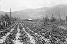 Mr. E. Galavan's strawberries fields at Doreen, Grand Trunk Pacific 1915